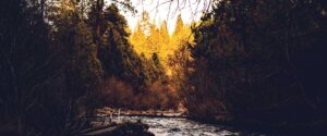 Image of a river running through a forest.