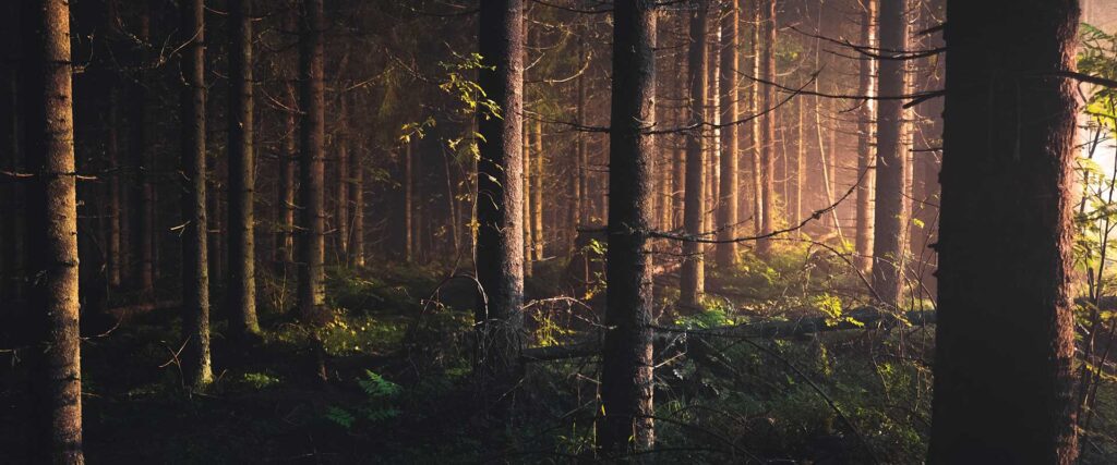 Forest Sunlight 1
