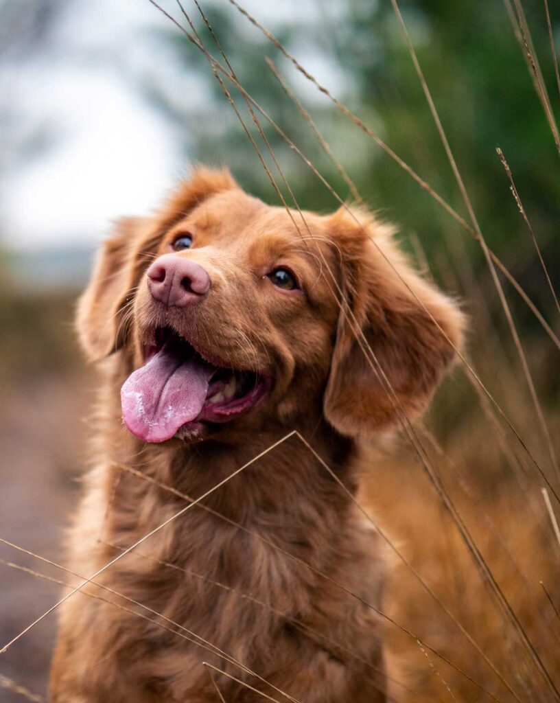 Image of a happy dog outdoors. Photo by Jamie Street on Unsplash