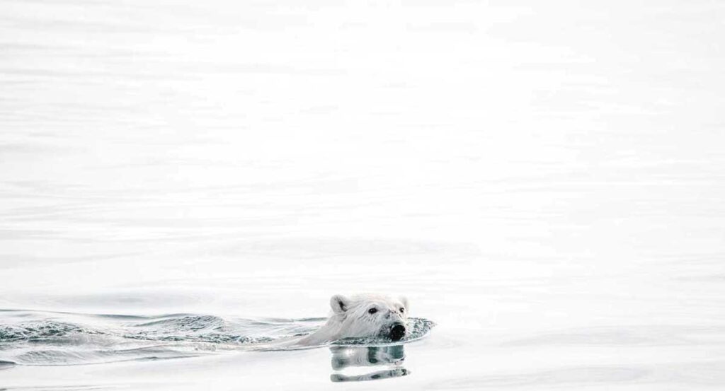 Picture of a polar bear swimming in open water. Photo by Annie Spratt.