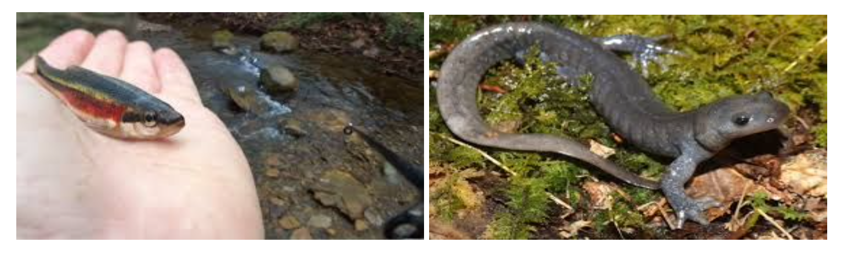Side by side pictures of a Red sided Dace and a Jefferson Salamander.