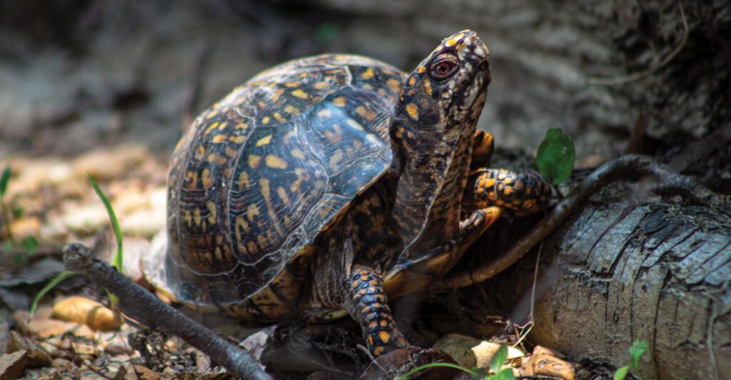 Picture of a Box Turtle. Photo by Joshua J. Cotten.