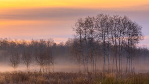 A picture showing a wetland at sunrise, with some trees and mist rising from the ground. Photo by Dave Hoefler.