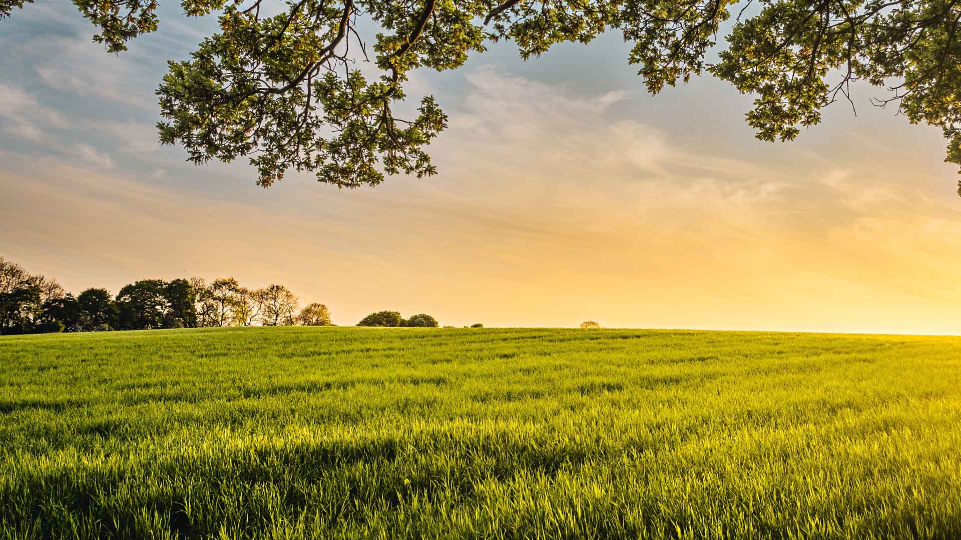 Photo of a field with a sunset in the distance. There's a tree branch overhead near the photography, and a partial treeline on the left in the distance. The field is bright green grass, and the sky is rich yellow, orange, and blue hues. Credit Benjamin Davies.