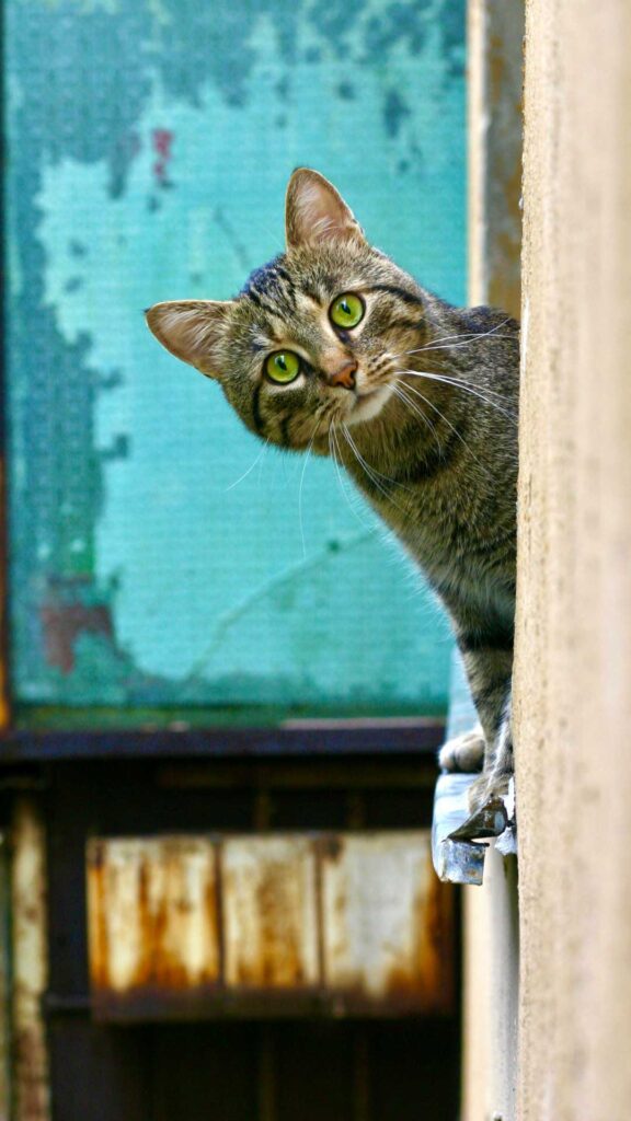 Photo of a cat, sitting on a window still, peering out from it and at the viewer. There's a green-blue setting behind the cat. The cat looks quizzical, as if the viewer has done something strange. Photo by Bogdan Farca on Unsplash