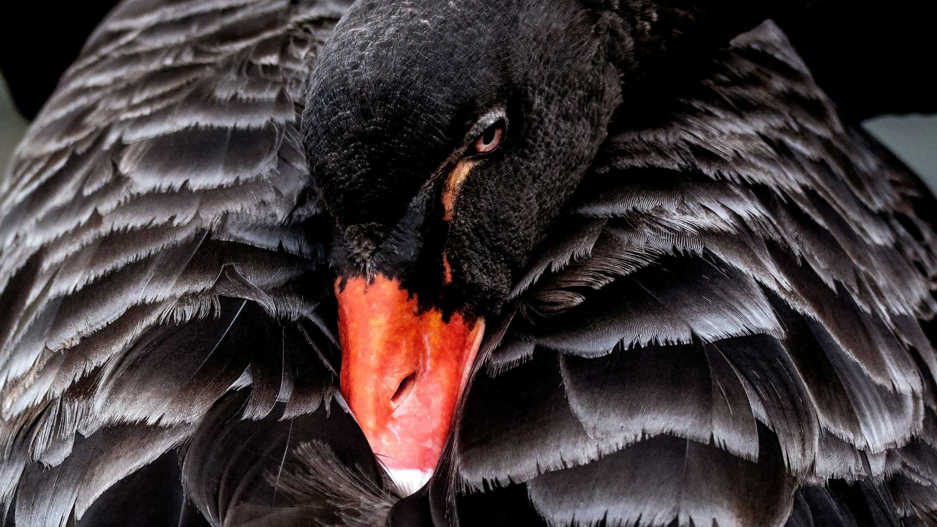 Close-up photo of a black swan's head nestled in it's feathers. Photo by David Clode on Unsplash