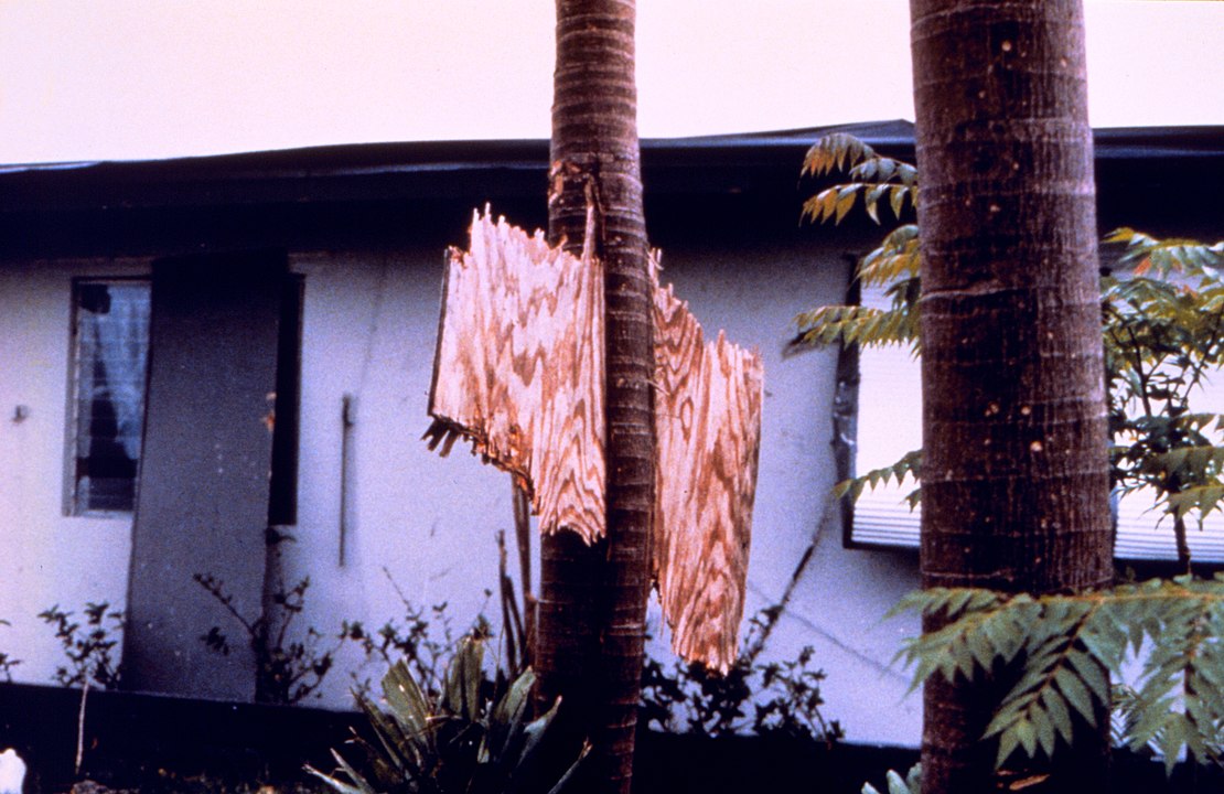 Hurricane Andrew - A piece of plywood driven through the trunk of a royal palm. Credit NOAA.