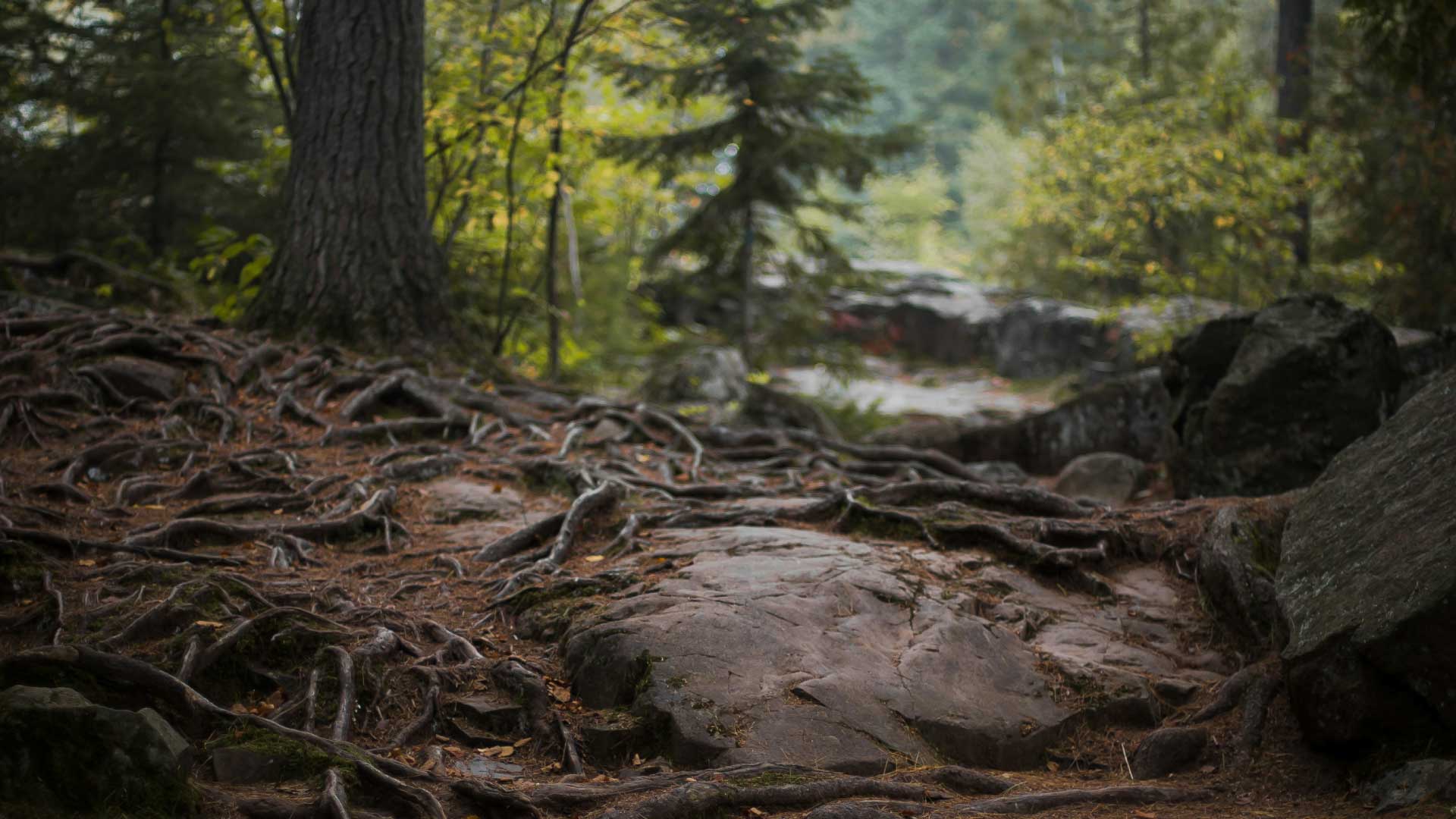 Forest floor roots conner bowe