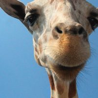 Photo of a giraffe's head against a clear blue sky. Credit Gary Bendig.